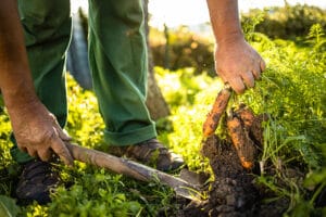 Regenerative Agriculture